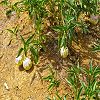 Plants: image 118 Of 131 Thumb
